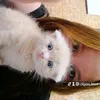 nails_olgas34