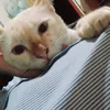 hanikhlol