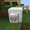 lamb.chotam