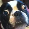 retarteddogg