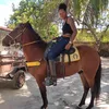 janiellesueira