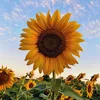 honeyandsunflowers_