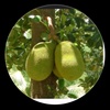 nangka_shop