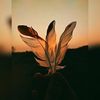 evelymiranda491