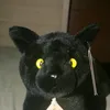 _______theblackcat______