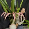 homegarden9x