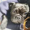 gigianastasiathefrenchie