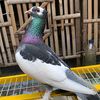 unknownz0044