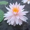 shakib80803643