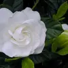 noor32660