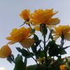 ashu36511