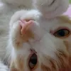 luchia_roo