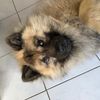 baltus.eurasier