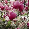 dymiaca_magnolia