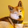 ascreamingshiba