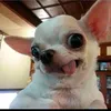 ggi_wag_hshshs