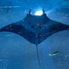 manta_ray85