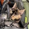 lazypetandhome