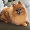 chewiepomeranian
