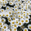 daisycbloss