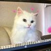 yourritaaw