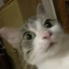 whatbrowth
