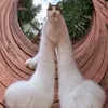 dasodin