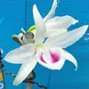 diepngoc25061976