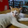 begocok6