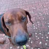 jasper_sigma1