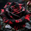 darkwidow13