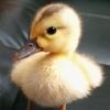 dunkinducky1