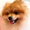 nikkospitz