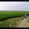 budak_sawah88