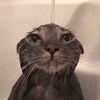 wetcatmember1