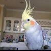 birdloverqueen