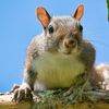 a_heckin_squirrel