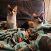 calicocatmom