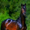 arabianstallion1