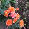 trangpham43768