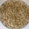 prasong_shrimpfarming