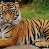 2lovedonthetamiltiger