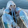 blue_lobstaking