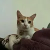 soiacctooilamfgi