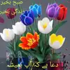 syedakazmi2521