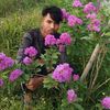 davilshykat