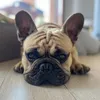 bulldog.rio