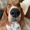 ella_basset