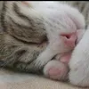 ibffsuchen7