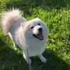 samoyed_molli